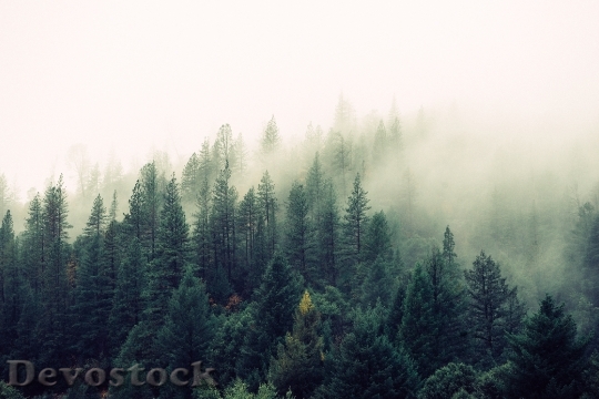Devostock Mist Filled Forest HD