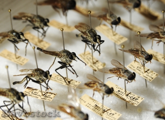 Devostock Mosquitoes Entomology Bugs Macro HD