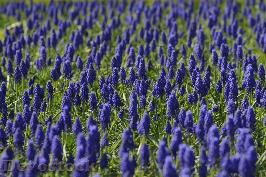 Devostock Muscari Field Flower Blue 4075 4K.jpeg