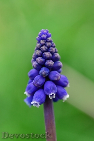 Devostock Muscari Grape Hyacinth Mediterranean Baby S Breath Mediterranean Bluebell 4634 4K.jpeg