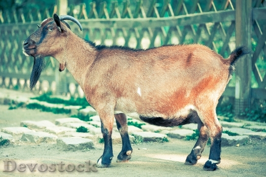 Devostock Nature Animal Animal Photography 3710 4K