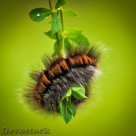 Devostock Nature Animal Caterpillar 3384 4K