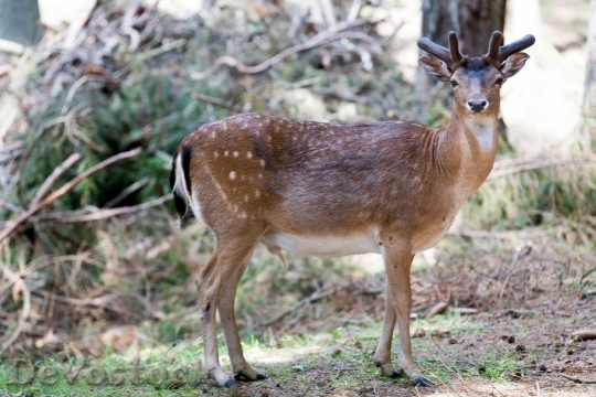Devostock Nature Animal Deer 9659 4K