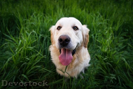 Devostock Nature Animal Dog 9280 4K