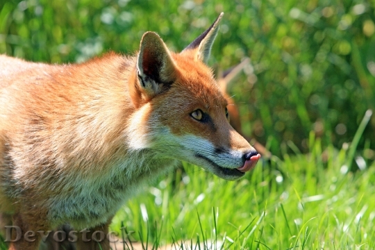 Devostock Nature Animal Fox 5781 4K