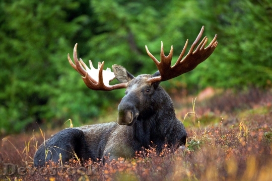 Devostock Nature Animal Moose 7672 4K