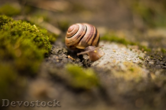 Devostock Nature Animal Snail 226 4K