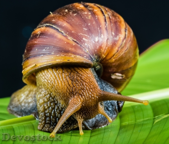 Devostock Nature Animal Snail 5295 4K