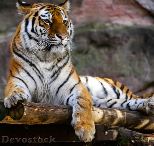 Devostock Nature Animal Tiger 23699 4K