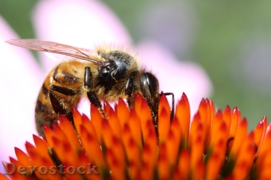 Devostock Nature Bee Petals Rose 4K