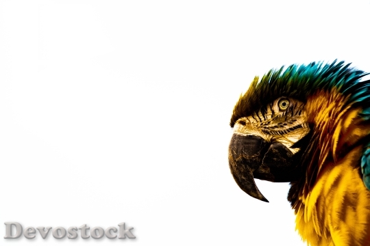 Devostock Nature Bird Animal 120057 4K