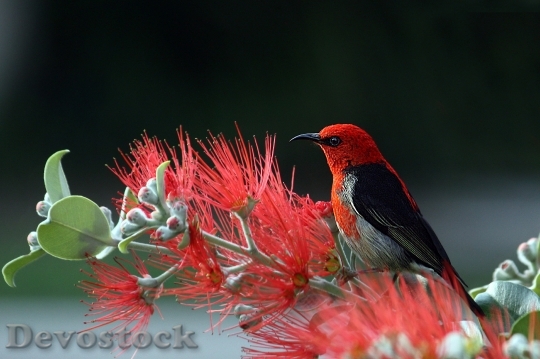 Devostock Nature Bird Red 3662 4K