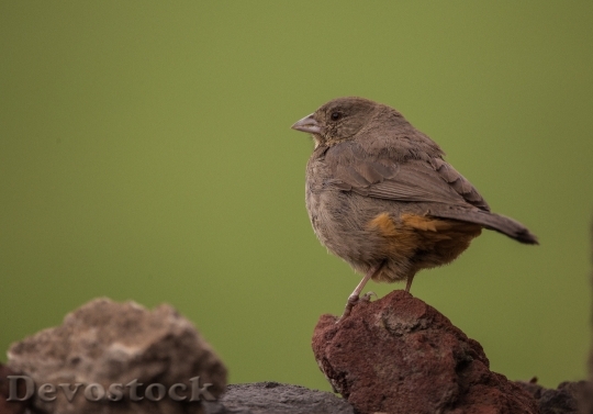 Devostock Nature Bird Rocks 60469 4K