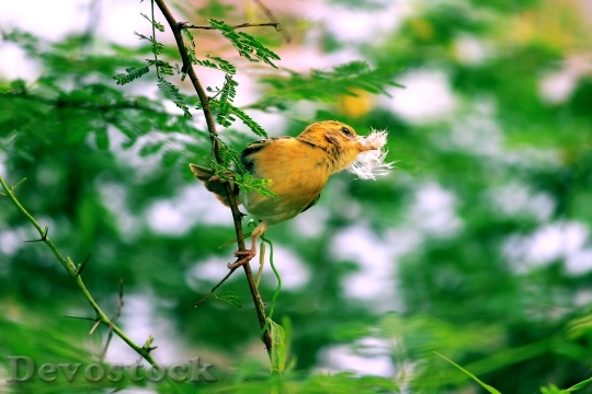Devostock Nature Bird Yellow 101139 4K