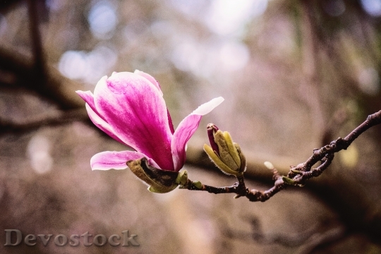 Devostock Nature Blur Flower 54883 4K