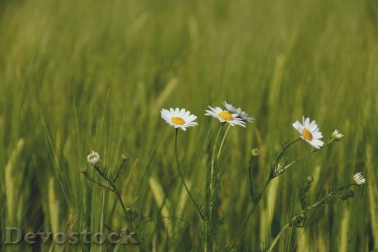 Devostock Nature Field Flowers 53408 4K