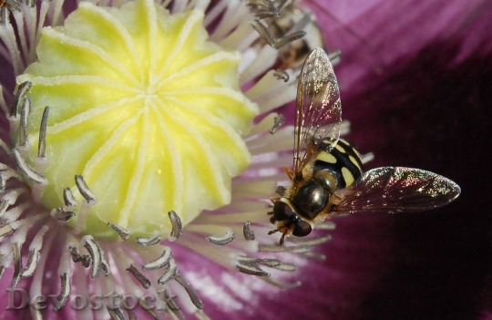 Devostock Nature Flower Bee 5642 4K