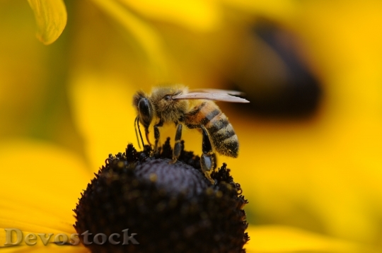 Devostock Nature Flower Bee 6378 4K