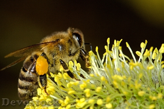 Devostock Nature Flower Bee 8604 4K