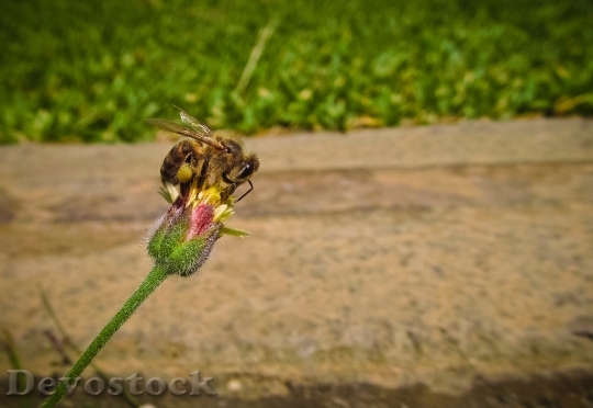 Devostock Nature Flower Bee 9236 4K