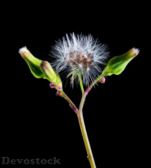 Devostock Nature Flower Dandelion 5303 4K