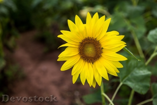 Devostock Nature Flower Sunflower Plant 81996 4K.jpeg