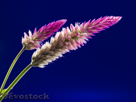 Devostock Nature Flowers Bloom 6252 4K