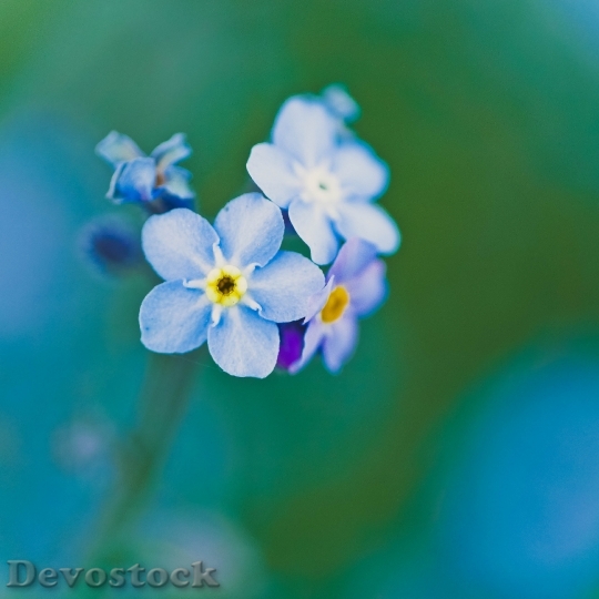 Devostock Nature Flowers Blue 18969 4K