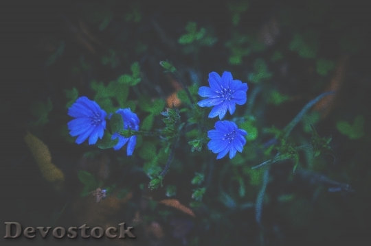 Devostock Nature Flowers Blue 26356 4K