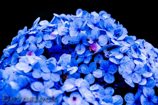 Devostock Nature Flowers Blue 58781 4K