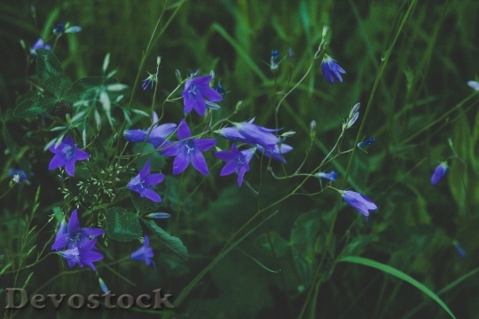 Devostock Nature Flowers Blue 70985 4K