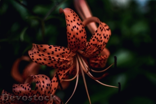 Devostock Nature Flowers Blur 119231 4K