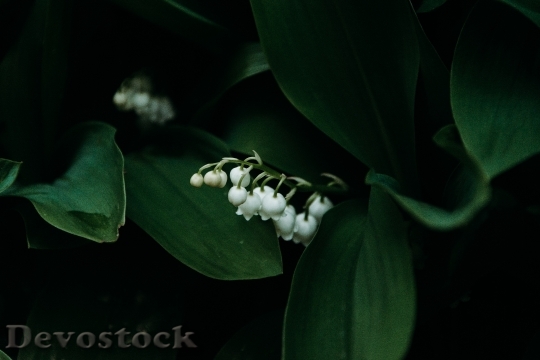 Devostock Nature Flowers Blur 133421 4K