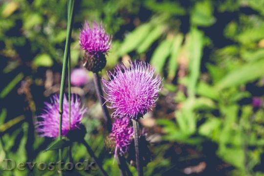 Devostock Nature Flowers Blur 17264 4K