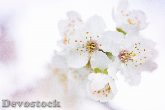 Devostock Nature Flowers Blur 54889 4K