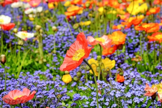 Devostock Nature Flowers Colorful 10428 4K