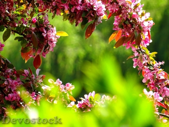 Devostock Nature Flowers Garden 38139 4K