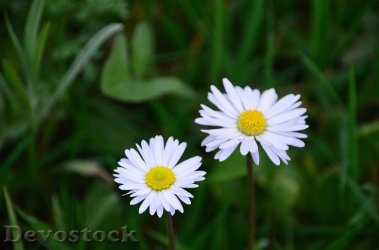 Devostock Nature Flowers Grass 45888 4K