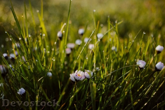 Devostock Nature Flowers Grass 55193 4K