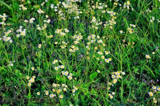 Devostock Nature Flowers Grass 9471 4K
