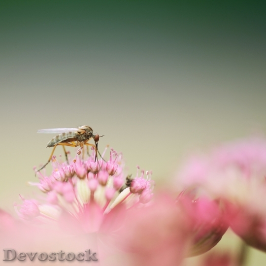 Devostock Nature Flowers Insect 16286 4K