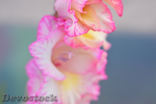Devostock Nature Flowers Petals 55588 4K
