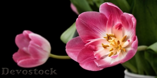Devostock Nature Flowers Pink 6509 4K