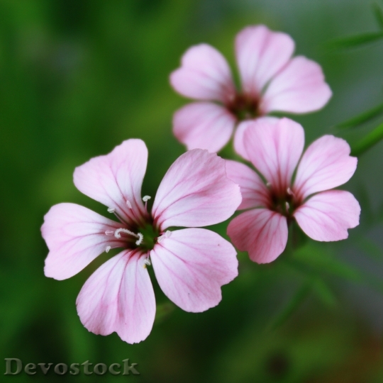 Devostock Nature Flowers Plant 15875 4K