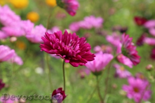Devostock Nature Flowers Plant 5354 4K