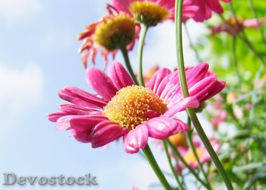 Devostock Nature Flowers Plant 5485 4K