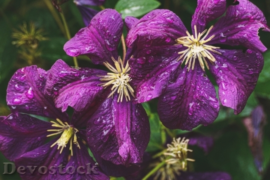 Devostock Nature Flowers Purple 127447 4K
