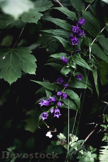 Devostock Nature Flowers Purple 130794 4K