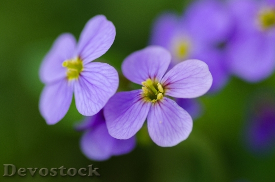 Devostock Nature Flowers Purple 40880 4K