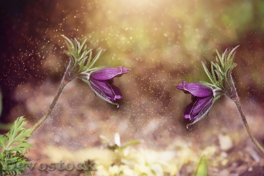 Devostock Nature Flowers Purple 45892 4K